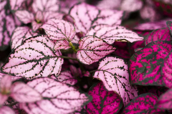 Rosa växter — Stockfoto