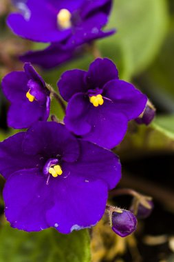 African Violet