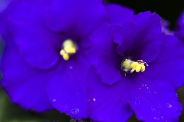 African Violet