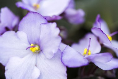 African Violet