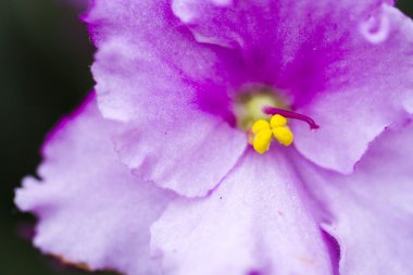 African Violet