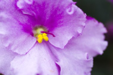 African Violet