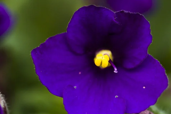 African violet — Stock Photo, Image