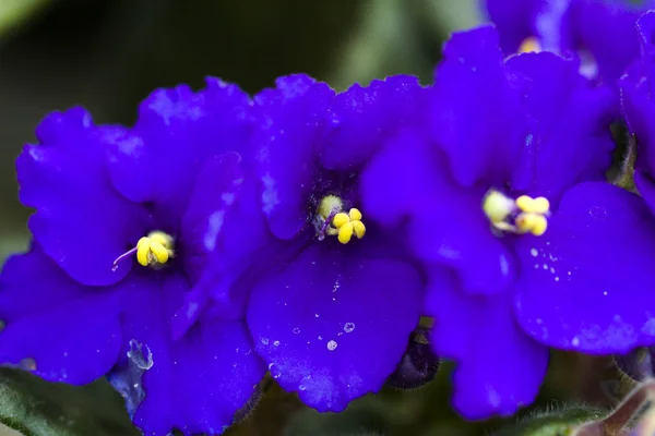 African violet — Stock Photo, Image