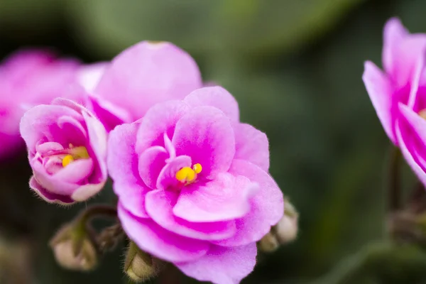 Afrikanisches Violett — Stockfoto