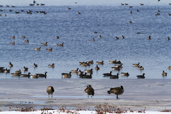 Миграция гусей — стоковое фото