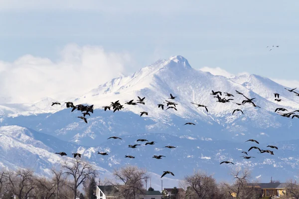 Миграция гусей — стоковое фото