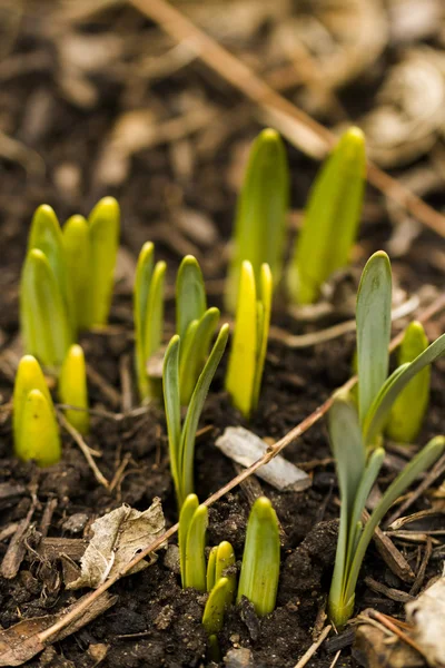 Narciso. — Foto de Stock