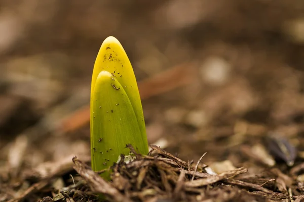 Narciso. — Foto de Stock