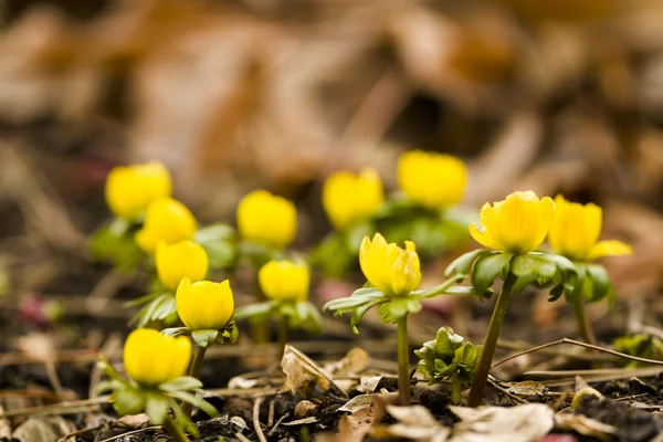 Eranthis — Stockfoto