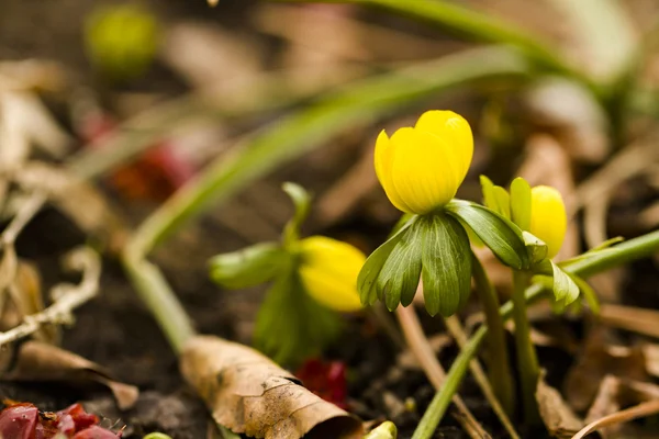 Eranthis — Foto de Stock