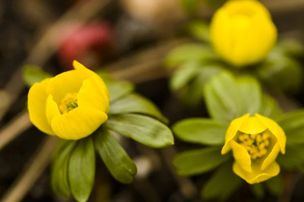 Eranthis — Stock Photo, Image