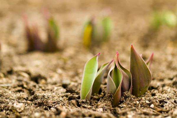 Tulipas — Fotografia de Stock