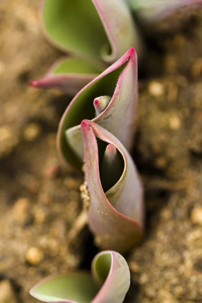 Tulips — Stock Photo, Image