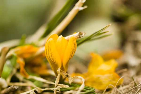 Gul krokus — Stockfoto