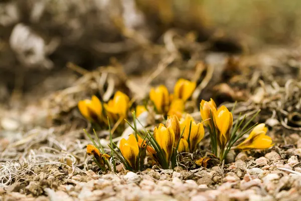 Yellow crocus — Stock Photo, Image