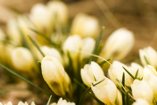 Crocus branco — Fotografia de Stock