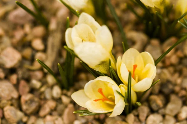 Bílý Krokus — Stock fotografie