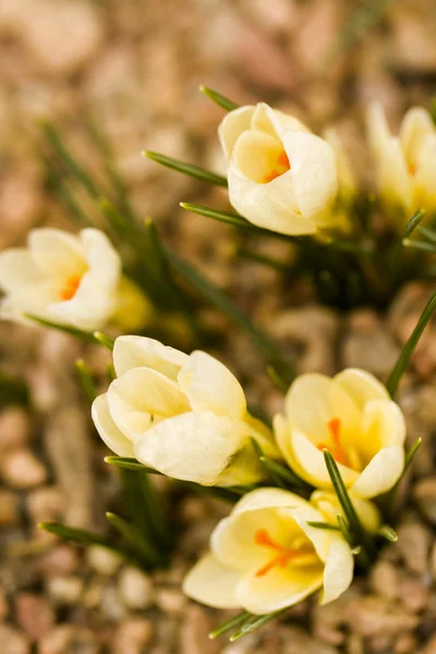 Bílý Krokus — Stock fotografie