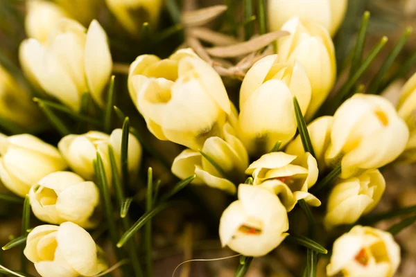 Witte crocus — Stockfoto