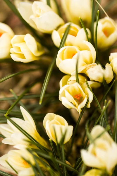 Witte crocus — Stockfoto