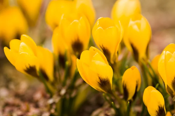 Yellow crocus — Stock Photo, Image