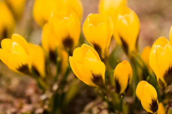 Gul krokus — Stockfoto