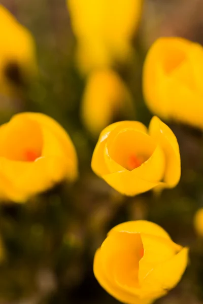 Gul krokus — Stockfoto