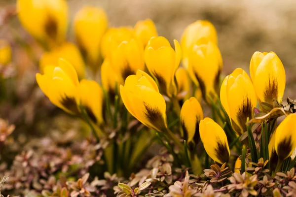 Yellow crocus — Stock Photo, Image