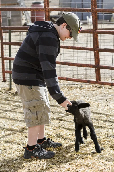 Baby lammeren — Stockfoto