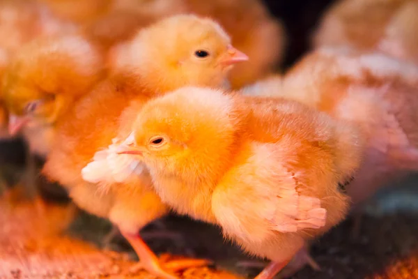 Bunches of chicks — Stock Photo, Image