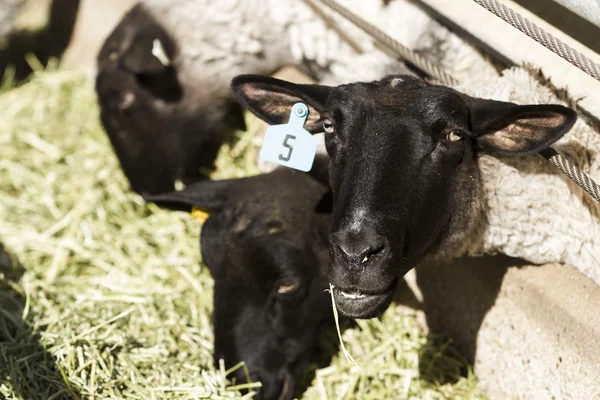 Schapen — Stockfoto