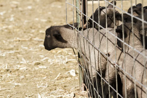 Bebek kuzu — Stok fotoğraf