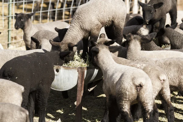 Baby lambs — Stock Photo, Image