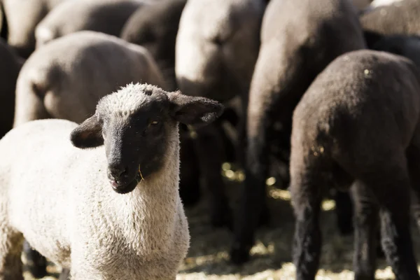 Baby lambs — Stock Photo, Image