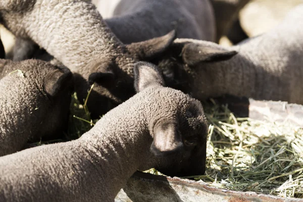 Baby lambs — Stock Photo, Image