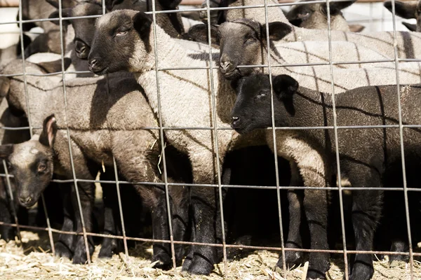 Cordeiros bebés — Fotografia de Stock