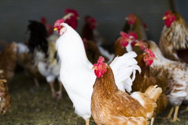 serbest çiftlik tavukları