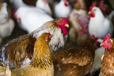 serbest çiftlik tavukları