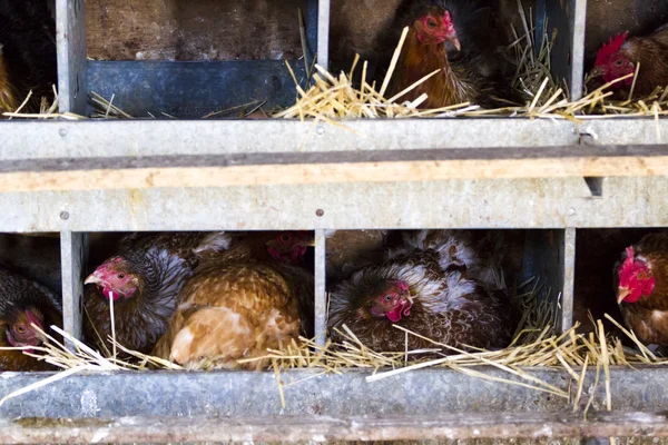 Pollos de campo libre — Foto de Stock