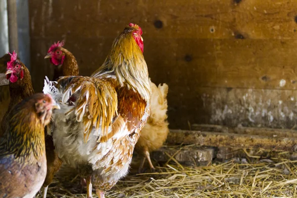 Pollos de campo libre — Foto de Stock