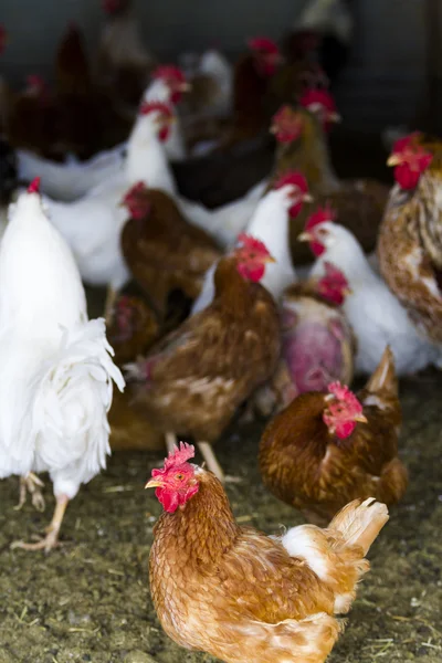 Pollos de campo libre — Foto de Stock