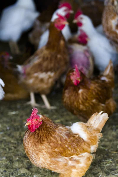 무료 사향 닭 — 스톡 사진