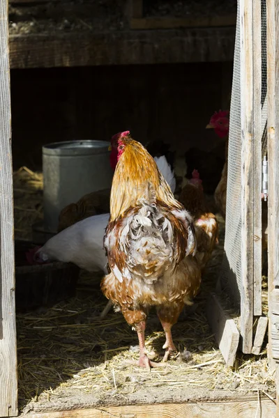 Pollos de campo libre — Foto de Stock