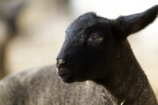 出生的羊羔 — 图库照片