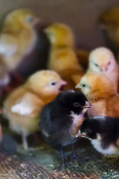 Bunches of chicks — Stock Photo, Image