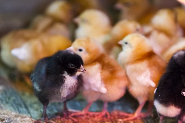 Bunches of chicks — Stock Photo, Image