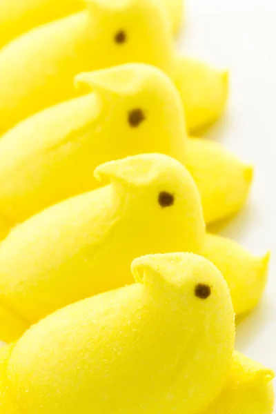 Marshmallow Chicks — Stock Photo, Image