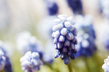 ortak üzüm sümbül