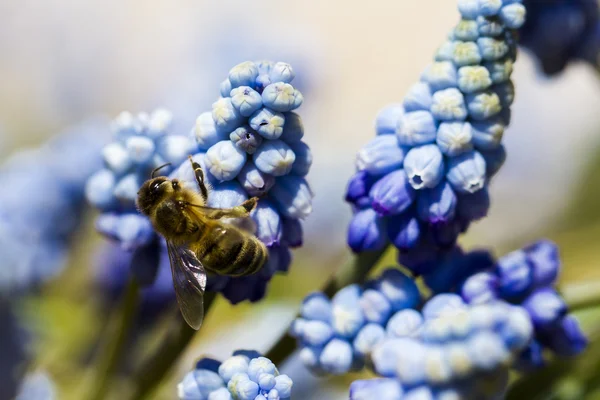 Common grape hyacinth — Stock Photo, Image